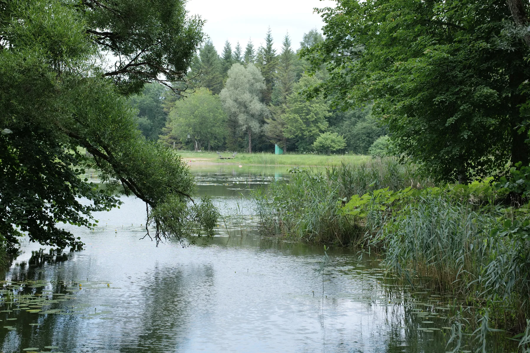 Järv ja mets